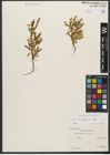 Foto von Salix triandra subsp. triandra L.